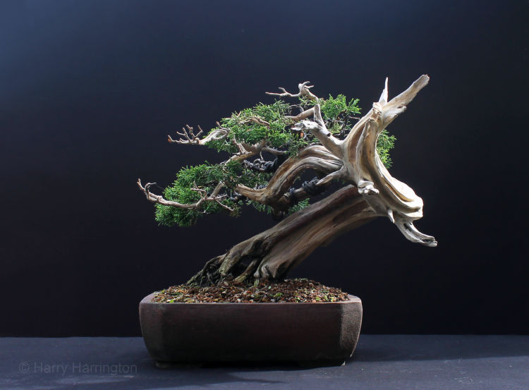 Juniperus chinensis "Itoigawa" / Chinese Juniper Itoigawa